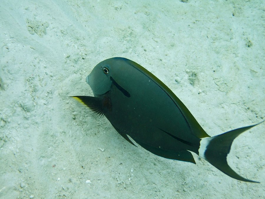 DSCF0163.JPG - Doktorfisch