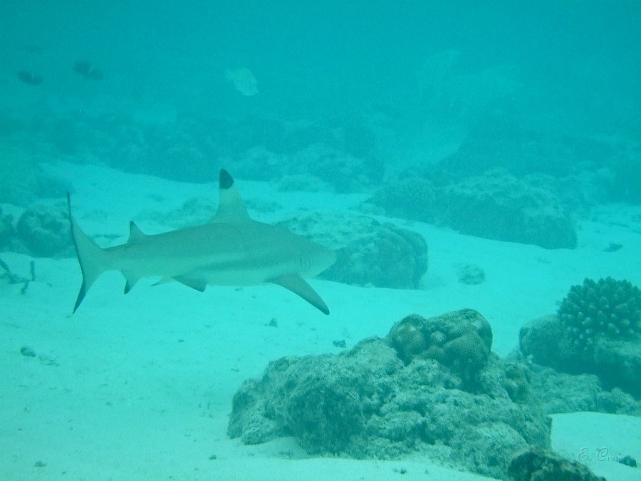 DSCF0170.JPG - Schwarzspitzenhai