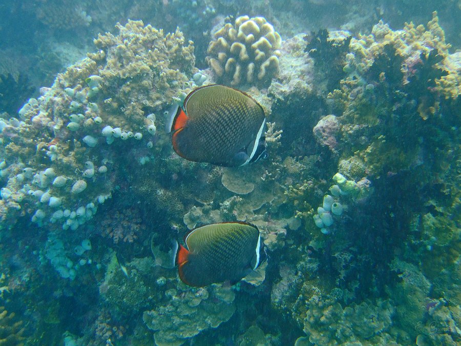 DSCF0246.JPG - Halsband - Falterfisch