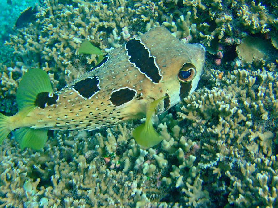 DSCF0254.JPG - Masken - Igelfisch