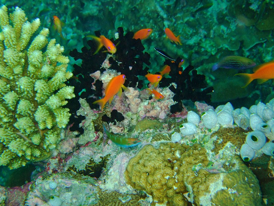 DSCF0308.JPG - Teufelssoldatenfische