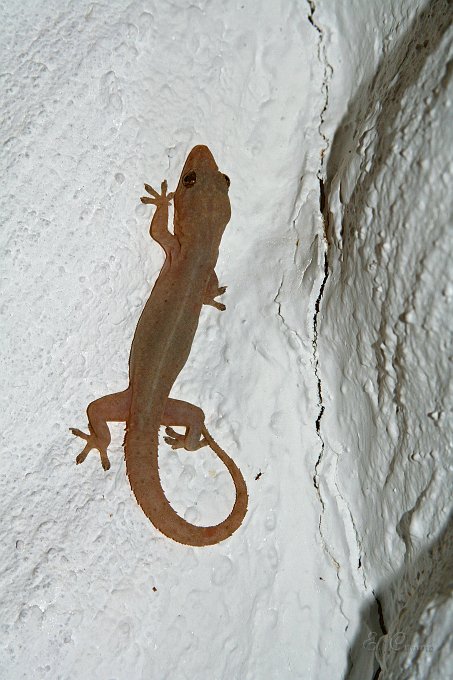 IMG_8421.JPG - Gecko