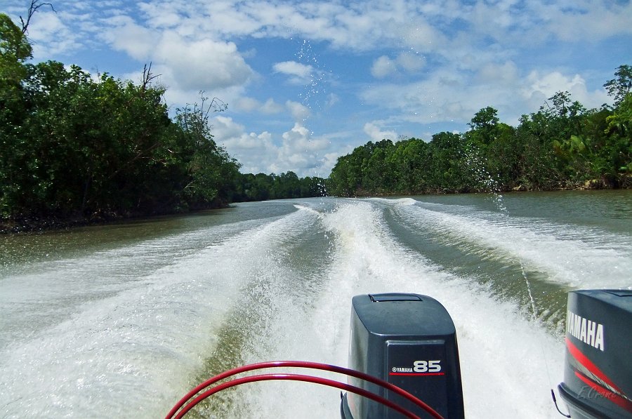 DSCF0359.JPG - auf dem Kinabatangan Fluß