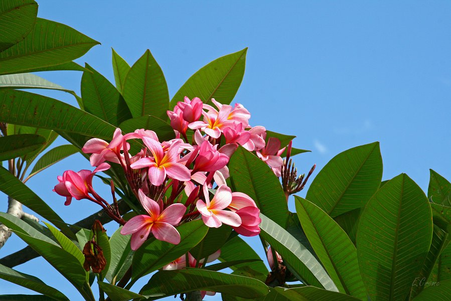 IMG_0223_400.JPG - Frangipani