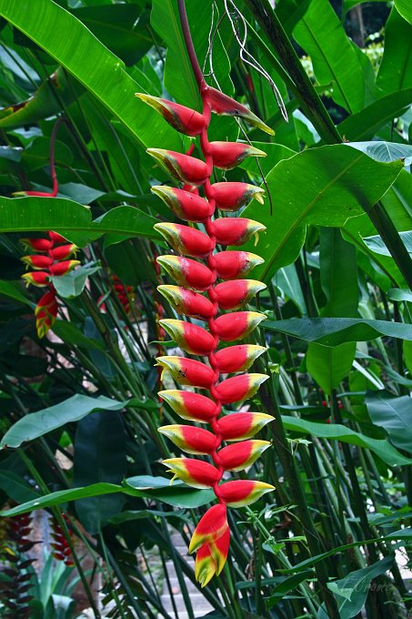 IMG_0444_400.JPG - Heliconia rostrata