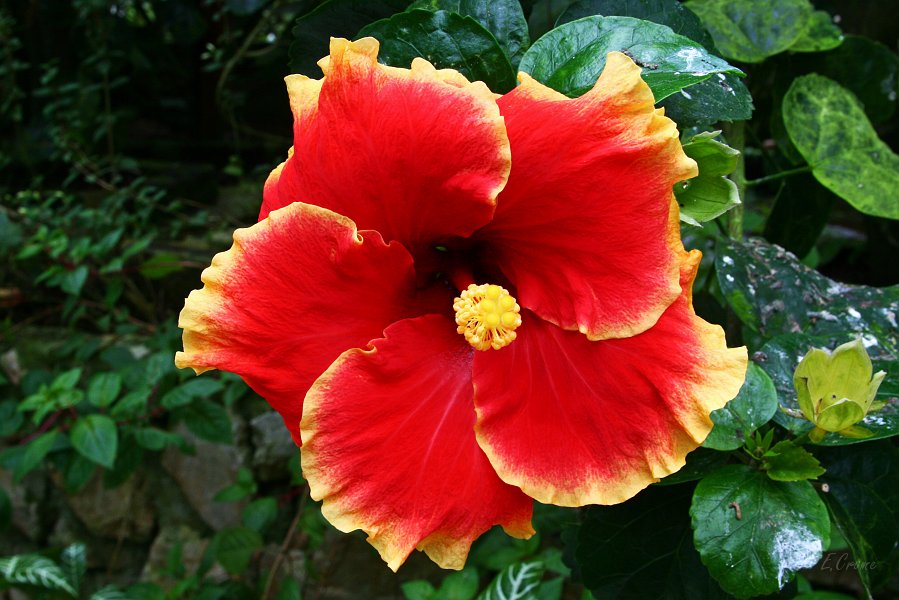 IMG_0579_400.JPG - Hibiskusblüte