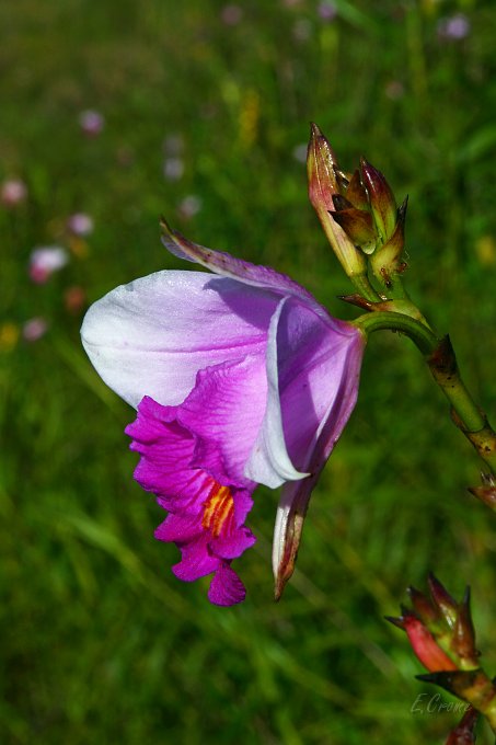 IMG_0656_400.JPG - wilde Orchidee