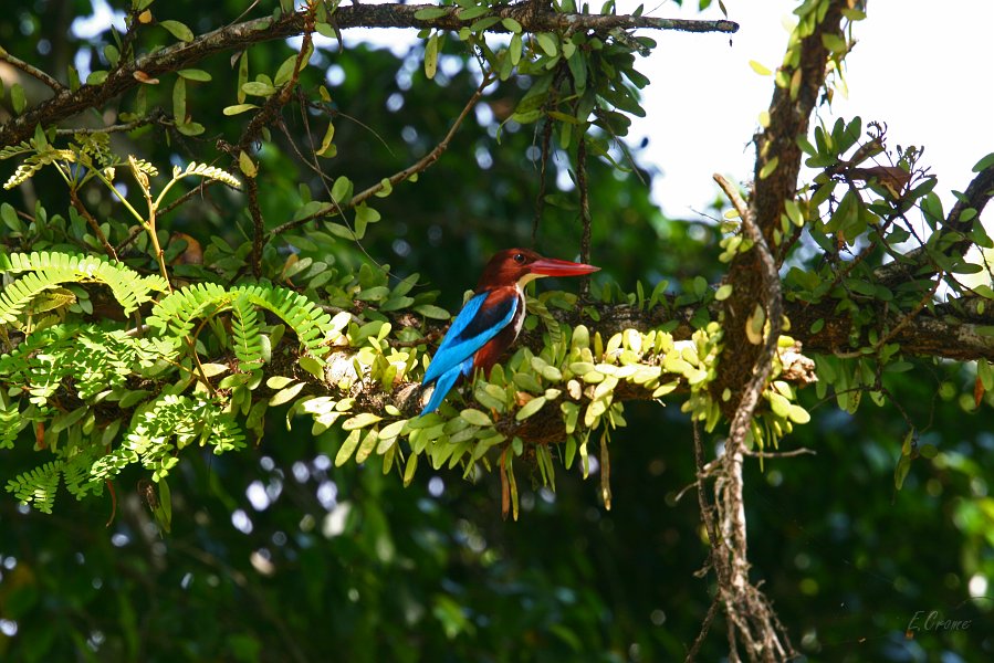 IMG_0696_400.JPG - Eisvogel