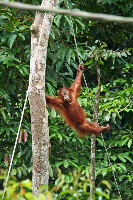 IMG_0804_350.JPG - Sepilok Orang-Utan Station