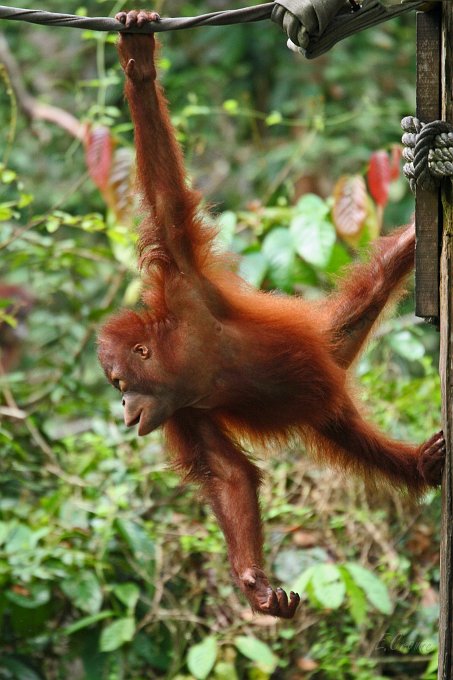 IMG_0818_350.JPG - Sepilok Orang-Utan Station