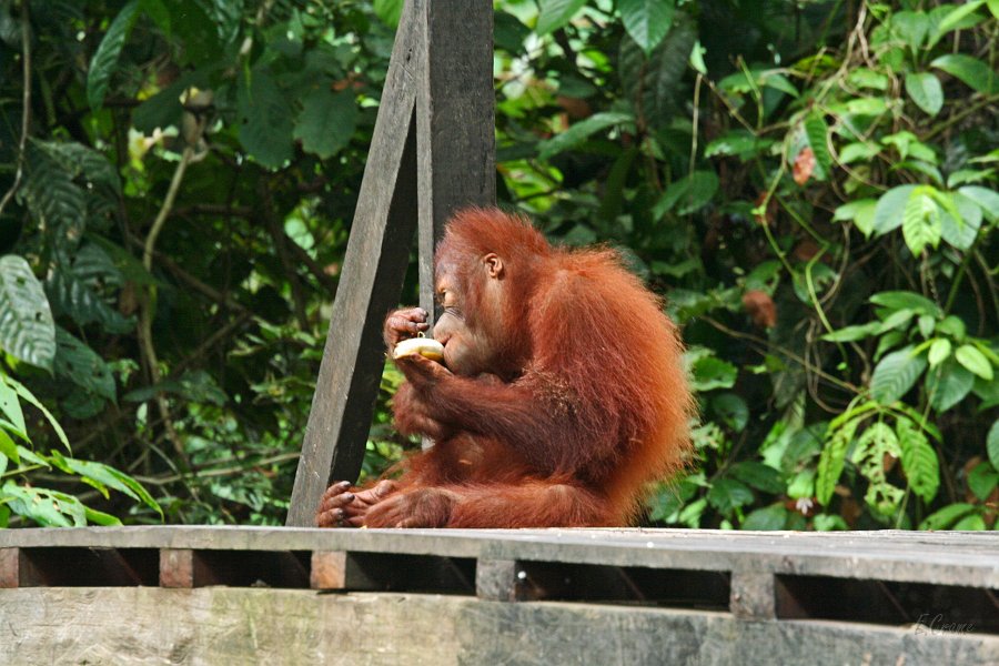 IMG_0821_350.JPG - Sepilok Orang-Utan Station