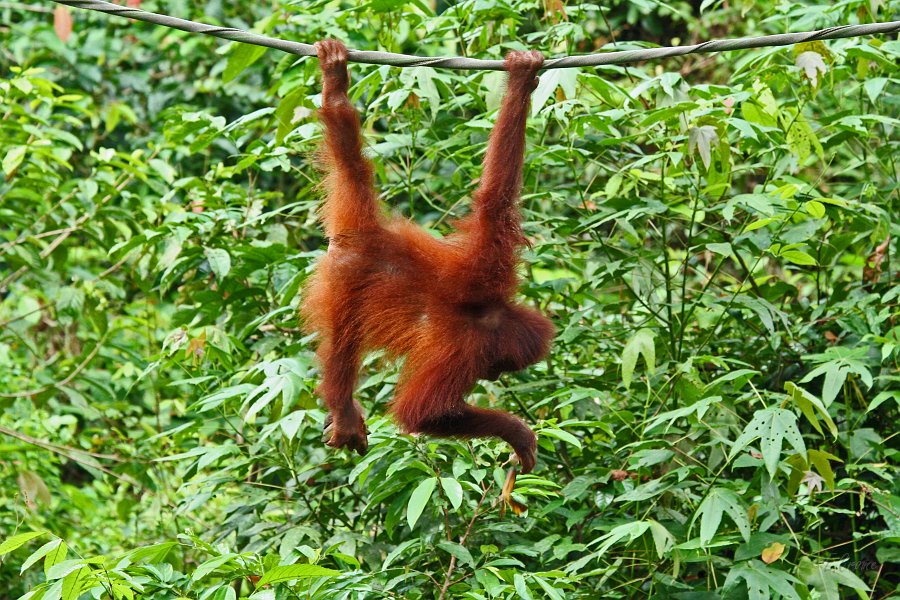 IMG_0832_350.JPG - Sepilok Orang-Utan Station