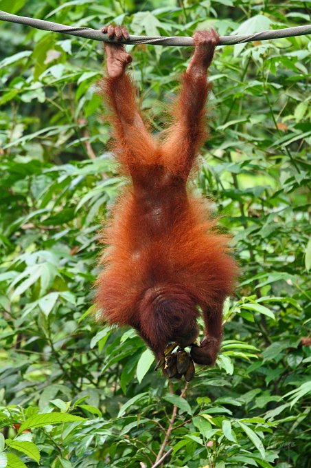 IMG_0834_350.JPG - Sepilok Orang-Utan Station