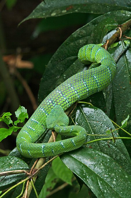 IMG_0837_350.JPG - Waglers Pit Viper - giftig