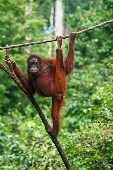 IMG_0841_350.JPG - Sepilok Orang-Utan Station