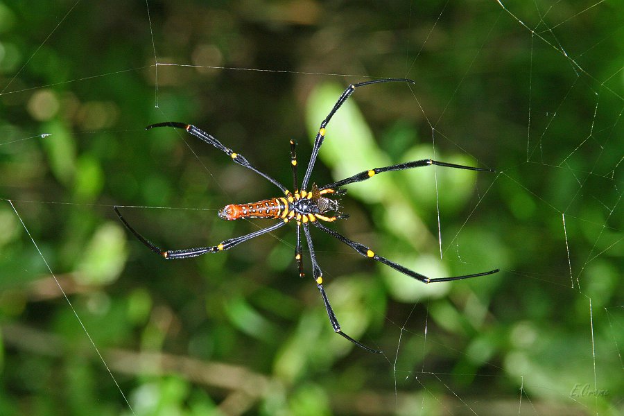 IMG_0910_350.JPG - Spinne erbeutet  Fliege