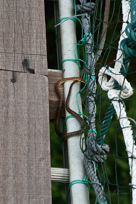 IMG_0969_400.JPG - Twin-barred Tree Snake