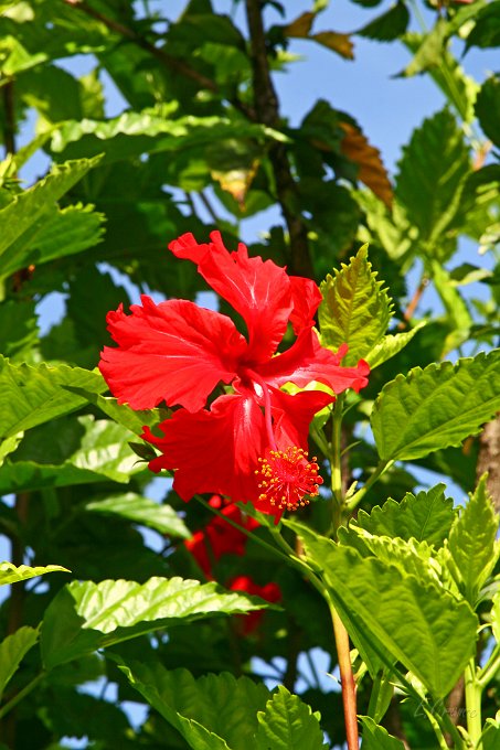 IMG_1129_400.JPG - Hibiskus