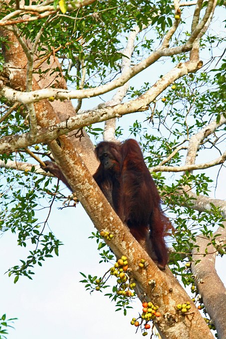 IMG_1284_400.JPG - Orang Utan