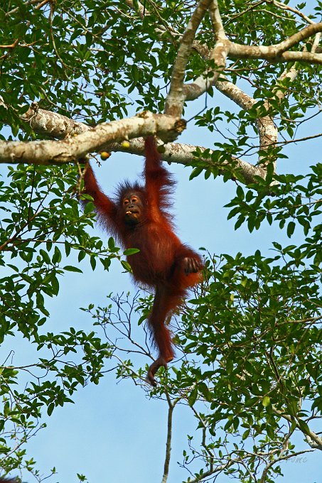 IMG_1286_400.JPG - Orang Baby