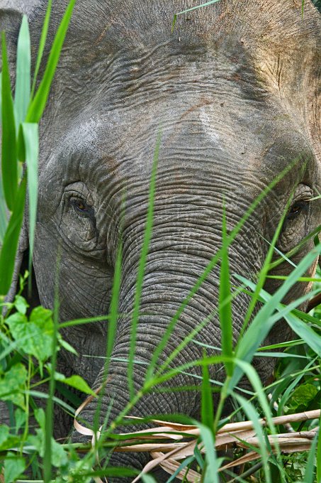 IMG_1293_400.JPG - Elefant am Ufer