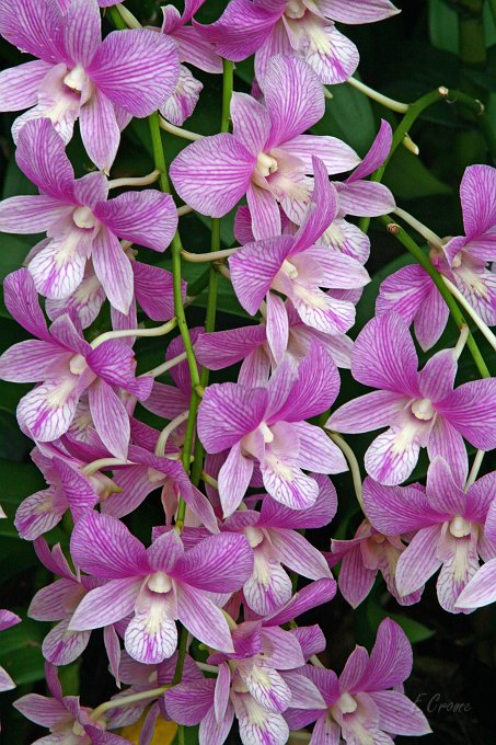 IMG_1584_400.JPG - im Orchideengarten