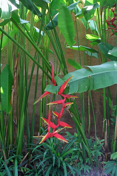 IMG_4390.JPG - Heliconia