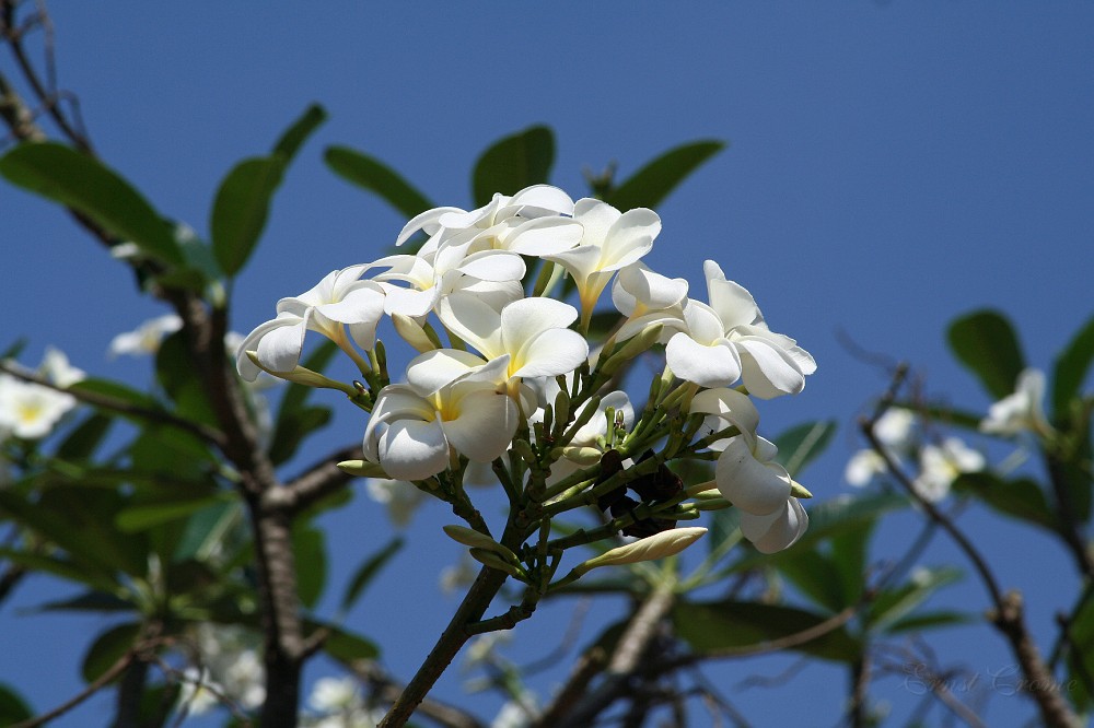IMG_4476.JPG - Frangipani