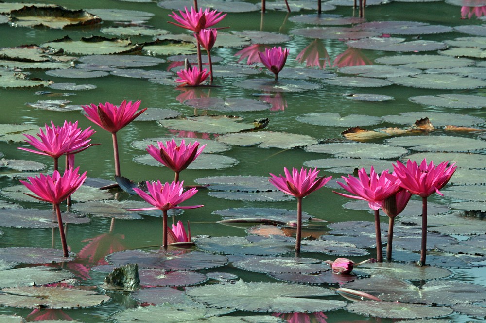 IMG_4709.JPG - Wasserlilien