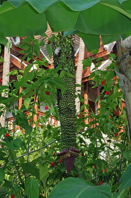 IMG_4852.JPG - Bananenpflanze