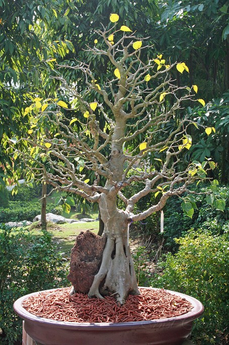 IMG_4971.JPG - Bonsai