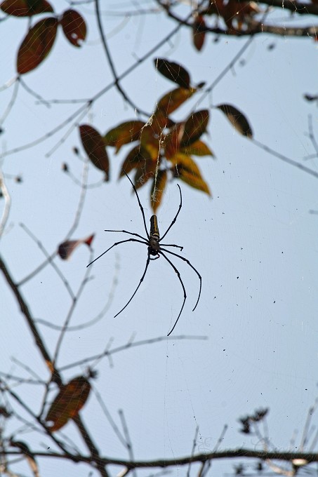 IMG_5119.JPG - Spinne
