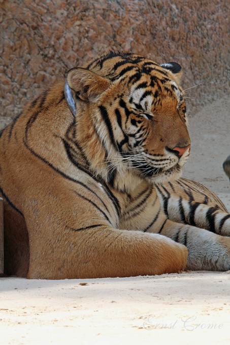 IMG_5167.JPG - mder Tiger