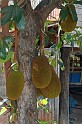 IMG_4584
