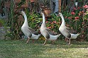 IMG_4651