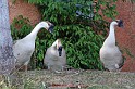 IMG_4653