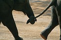 IMG_4796