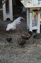 IMG_4823