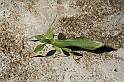IMG_5126