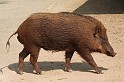 IMG_5145