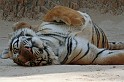 IMG_5175