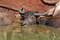 IMG_5206